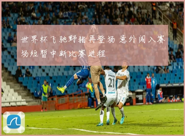 世界杯飞驰野猪再登场 意外闯入赛场短暂中断比赛进程